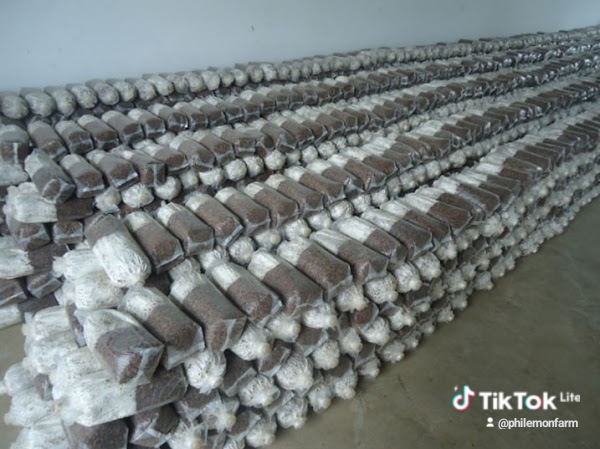 34abcc11-8c65-4b36-9a28-0cace7b88129_0_watermark