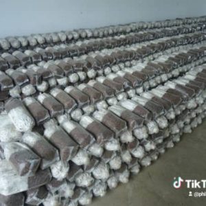 Mushroom Seed / imigina