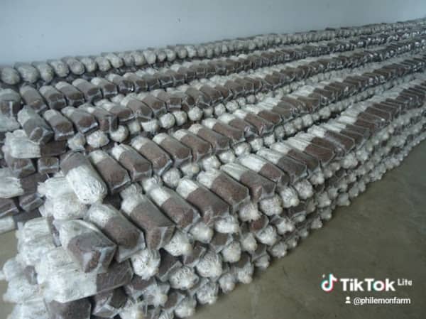 Mushroom Seed / imigina