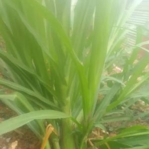 Juncao Grass Cuttings