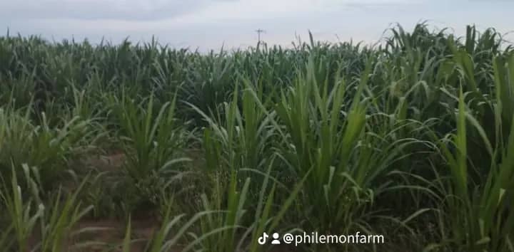 WhatsApp Image 2025-04-17 at 08.21.33_e00b470f