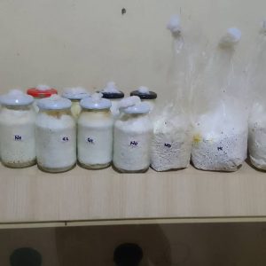 Mushroom Spawn: Oyster Mushrooms (Pleurotus ostreatus)