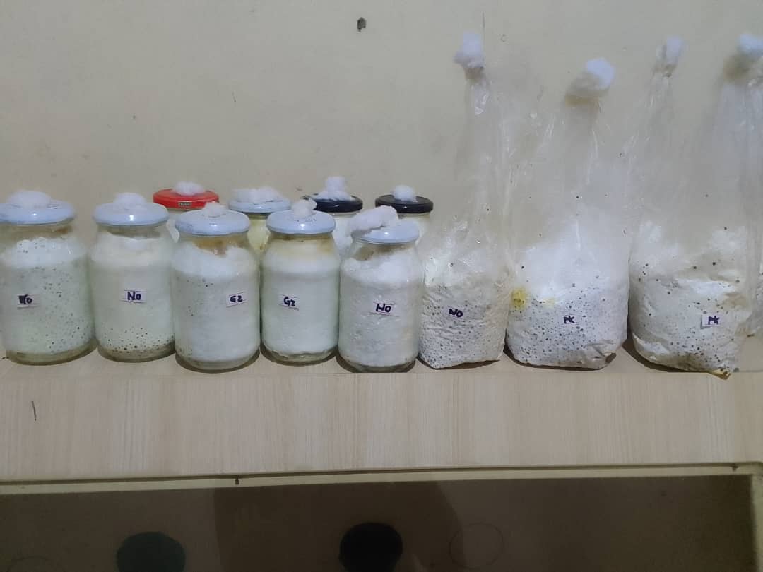 Mushroom Spawn: Oyster Mushrooms (Pleurotus ostreatus)