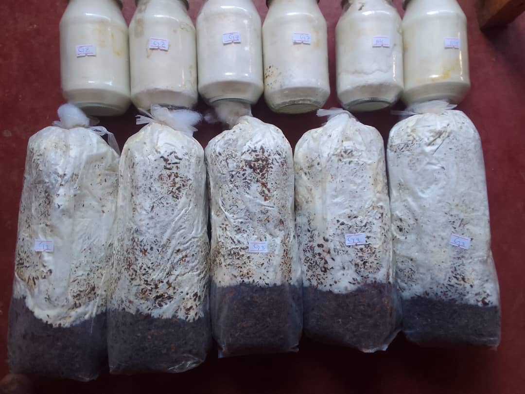 Mushroom Spawn: Oyster Mushrooms (Pleurotus ostreatus) - Image 3